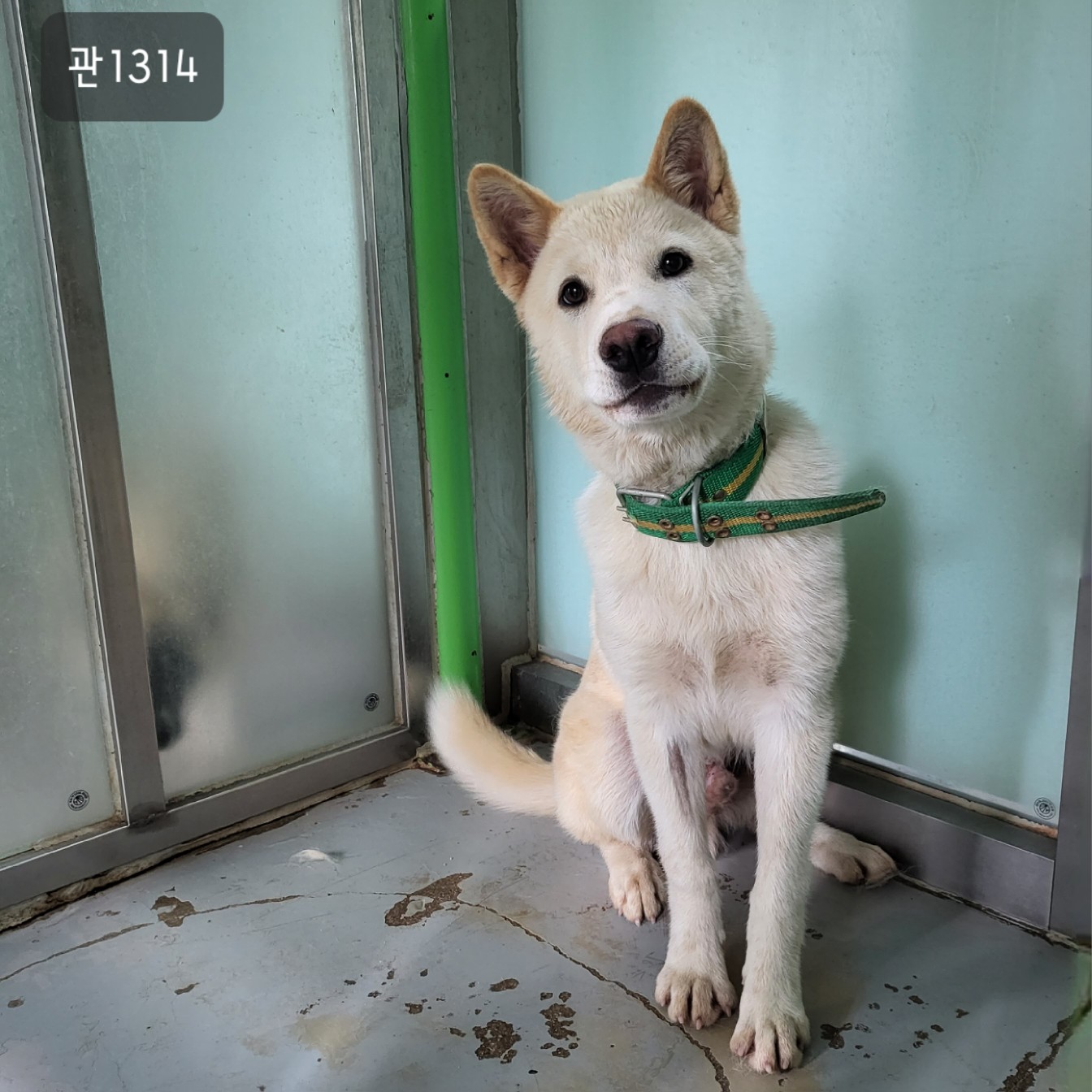고양시동물보호센터_441394202301314